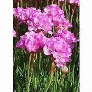 Armeria mar. 'Rosea Compacta' GM P9 BIO