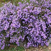 Aster divaricatus 'Eastern Star' GM P9 BIO