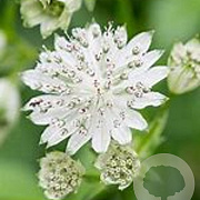 Astrantia maj. 'Alba' GM P9 BIO