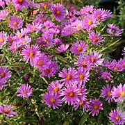 Aster (D) 'Peter Harrison' GM P9 BIO