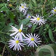 Aster turbinellus GM P9 BIO