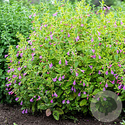 Calamintha grandiflora GM P9 BIO