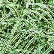 Carex morrowii 'Variegata' GM P9 BIO
