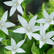 Campanula posch. 'Silberregen' GM P9