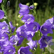 Campanula pers. 'Telham Beauty' GM P9 BIO