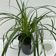 Carex Ribbon Falls GM P9 BIO