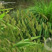 Chasmanthium latifolium GM P9 BIO