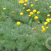 Cotula hispida GM P9 BIO