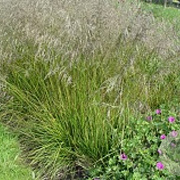 Deschampsia cesp. 'Tardiflora' GM P9 BIO