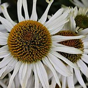 Echinacea 'Meditation White' GM P9 BIO