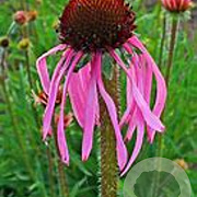 Echinacea pallida GM P9 BIO