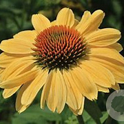 Echinacea p. 'Aloha' GM P9 BIO