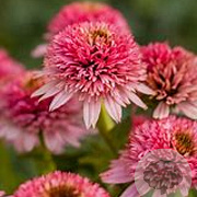 Echinacea p. 'Butterfly Kissis' GM P9 BIO