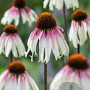 Echinacea Pretty Parasols GM P9 BIO