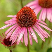 Echinacea p. 'Rubinstern' GM P9 BIO