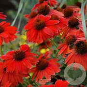 Echinacea 'Red Effect' GM P9 BIO
