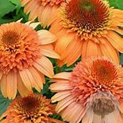 Echinacea Supreme Cantaloupe GM P9 BIO
