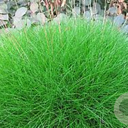 Festuca gautieri GM P9 BIO