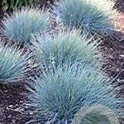 Festuca glauca Intense Blue GM P9 BIO