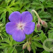 Geranium 'Brookside' GM P9 BIO