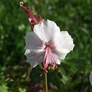 Geranium cant. 'Harz' GM P9 BIO