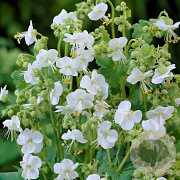 Geranium macrorrhizum 'Geranimo White' GM P9 BIO