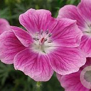 Geranium sang. 'Elke' GM P9 BIO