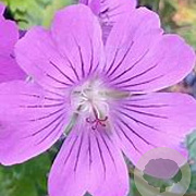 Geranium 'Sirak' GM P9 BIO