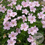 Geranium sang. 'Pink Pouffe' GM P9 BIO