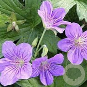 Geranium wlassovianum GM P9 BIO