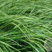 Hakonechloa macra 'Greenhills' GM P9 BIO
