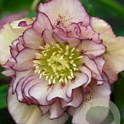 Helleborus o. 'Dble Ellen Picotee' GM P9 BIO