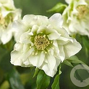 Helleborus o. 'Double Ellen White' GM P9 BIO