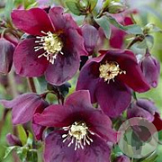 Helleborus o. 'Pretty Ellen Purple' GM P9 BIO