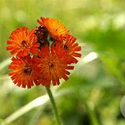 Hieracium aurantiacum GM P9 BIO