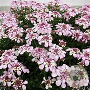 Iberis semp. 'Pink Ice' GM P9 BIO