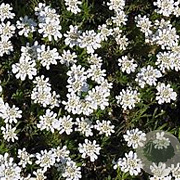 Iberis semp. 'Weisser Zwerg' GM P9 BIO