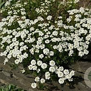 Iberis semp. 'Zwergschneeflocke' GM P9 BIO