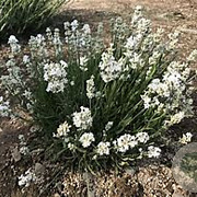 Lavandula ang. 'Nana Alba' GM P9 BIO