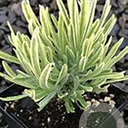 Lavandula ang. Platinum Blonde GM P9 BIO