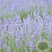 Lavandula int. 'Grappenhall' GM P9 BIO