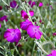 Lychnis coronaria GM P9 BIO