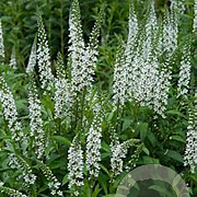 Lysimachia ephemerum GM P9 BIO