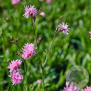 Lychnis flos-cuculi 'Petite Jenny' GM P9 BIO