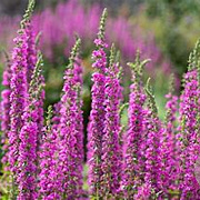Lythrum sal. 'Rosy Gem' GM P9 BIO