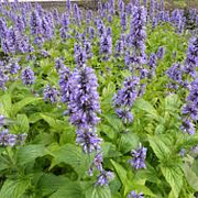 Nepeta Mr Blue Sky GM P9 BIO