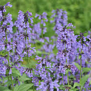 Nepeta sibirica GM P9 BIO
