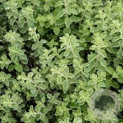 Origanum vulg. 'Hot Spicy' GM P9 BIO