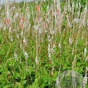 Persicaria a. 'Alba' GM P9 BIO
