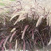 Pennisetum advena 'Rubrum' GM P9 BIO